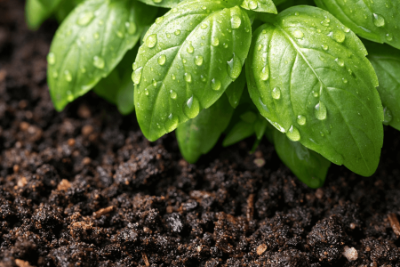 Jak często podlewać bazylię