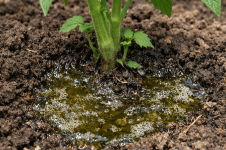 Jak często podlewać gnojówka z pokrzyw