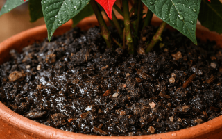 Jak często podlewać gwiazdę betlejemską