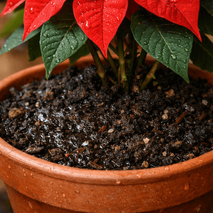 Jak często podlewać gwiazdę betlejemską