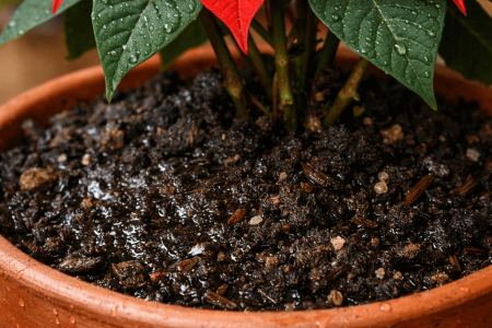 Jak często podlewać gwiazdę betlejemską