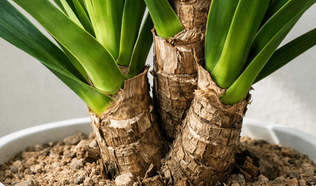 Jak często podlewać jukę