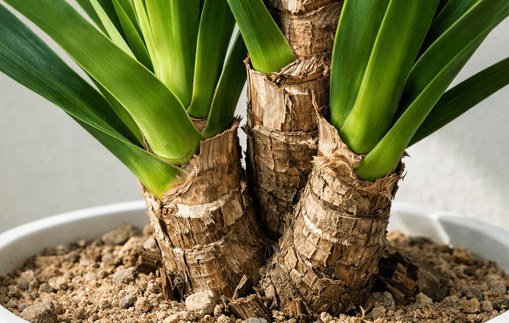 Jak często podlewać jukę