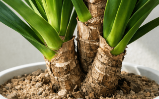 Jak często podlewać jukę