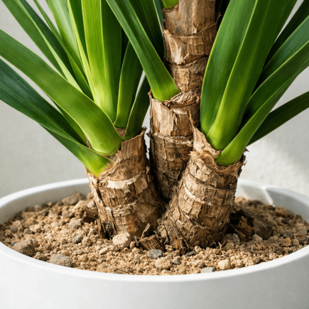 Jak często podlewać jukę