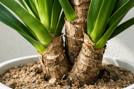 Jak często podlewać jukę