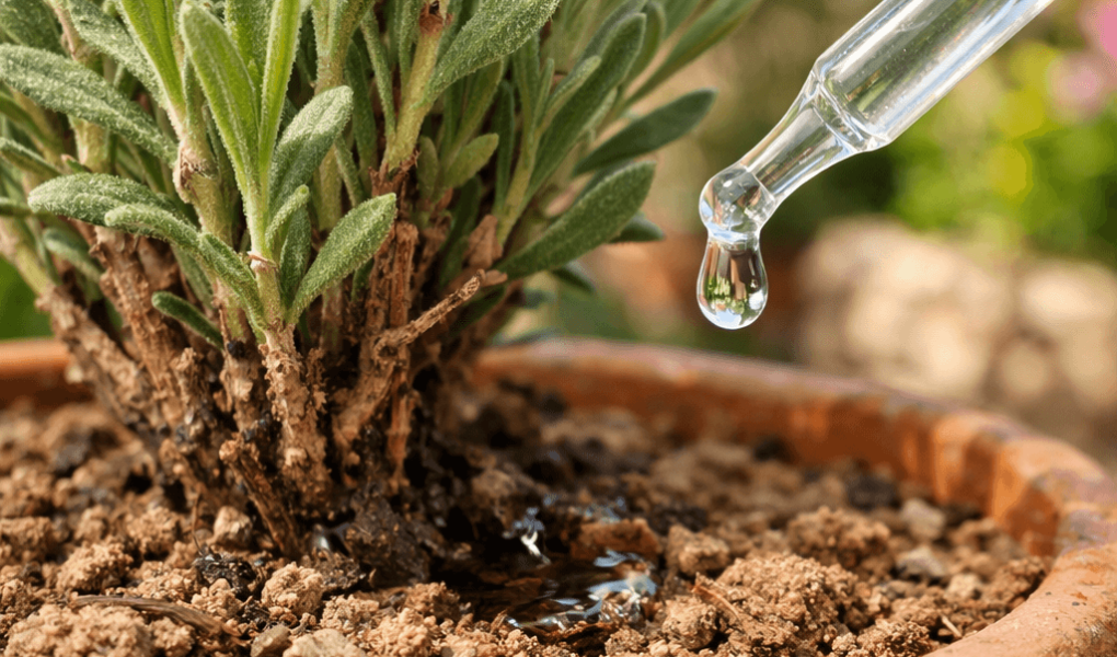 Jak często podlewać lawendę