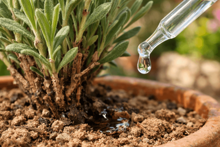 Jak często podlewać lawendę