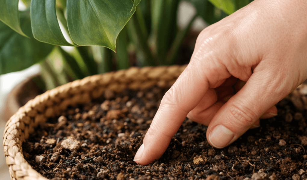 Jak często podlewać monsterę