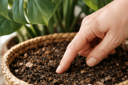 Jak często podlewać monsterę