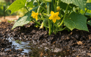 Jak często podlewać ogórki