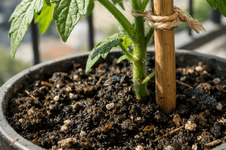 Jak często podlewać pomidory w doniczce