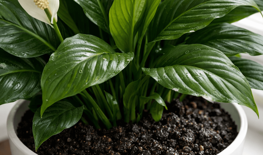 Jak często podlewać skrzydłokwiat