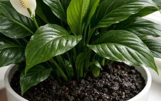 Jak często podlewać skrzydłokwiat