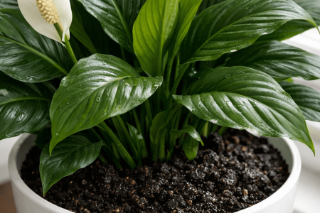 Jak często podlewać skrzydłokwiat