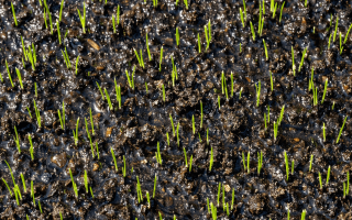 Jak często podlewać trawę po zasianiu