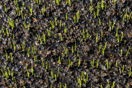 Jak często podlewać trawę po zasianiu