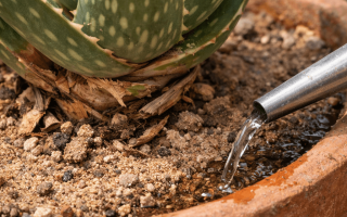 Jak podlewać aloes