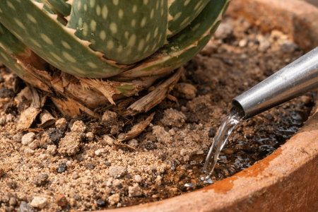 Jak podlewać aloes