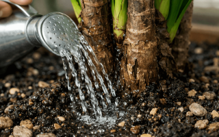 Jak podlewać draceny