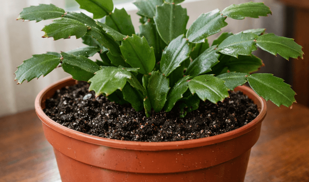 Jak podlewać grudnika