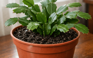 Jak podlewać grudnika