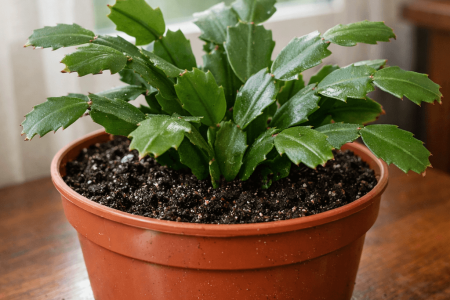 Jak podlewać grudnika