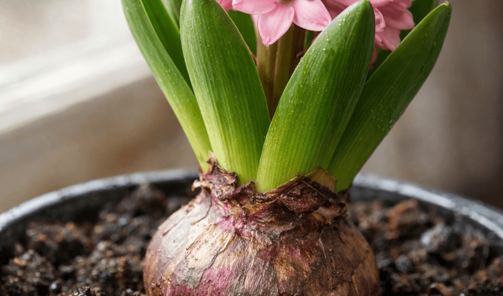 Jak podlewać hiacynty