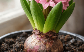 Jak podlewać hiacynty