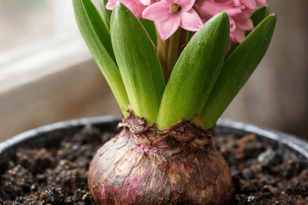 Jak podlewać hiacynty