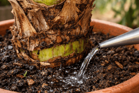 Jak podlewać palmę