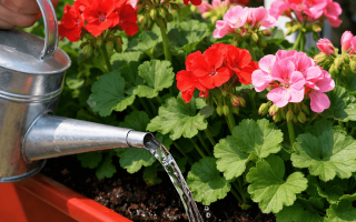 Jak podlewać pelargonie