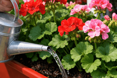 Jak podlewać pelargonie