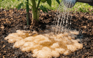 Jak podlewać pomidory drożdżami