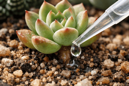 Jak podlewać sukulenty