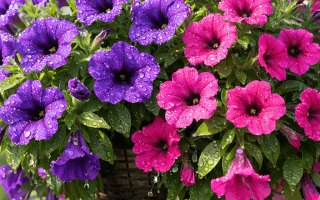 Jak podlewać surfinie