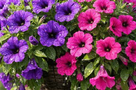 Jak podlewać surfinie