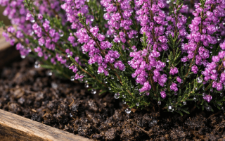 Jak podlewać wrzosy