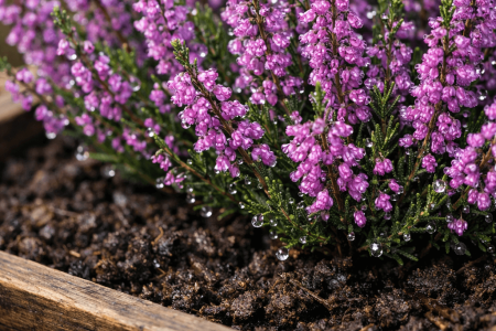 Jak podlewać wrzosy