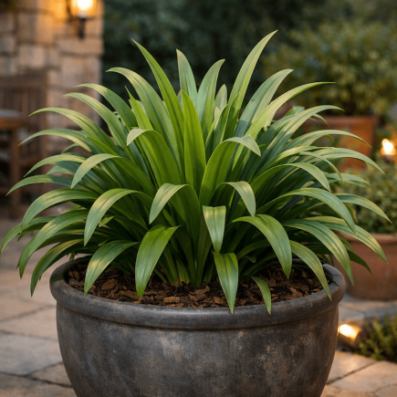 dlaczego agapant nie kwitnie