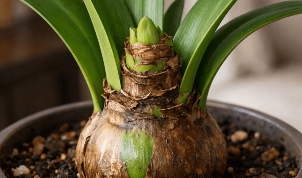 dlaczego amarylis nie kwitnie