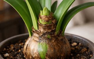 dlaczego amarylis nie kwitnie