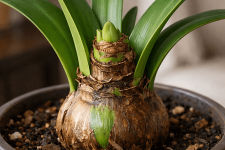 dlaczego amarylis nie kwitnie