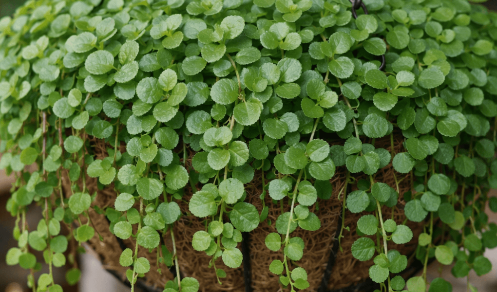 dlaczego bakopa nie kwitnie