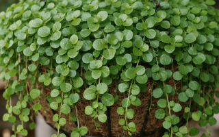 dlaczego bakopa nie kwitnie