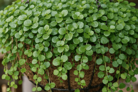 dlaczego bakopa nie kwitnie