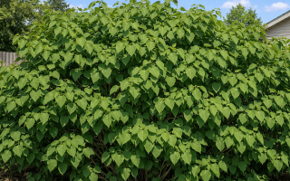 dlaczego bez nie kwitnie