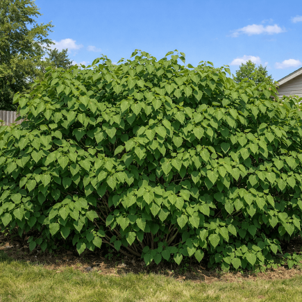 dlaczego bez nie kwitnie