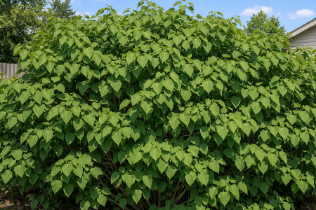 dlaczego bez nie kwitnie