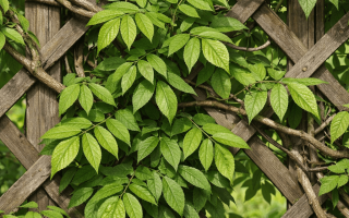 dlaczego glicynia nie kwitnie